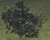 epais_buisson_if.jpg