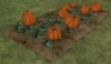 jardiniere_citrouilles.jpg