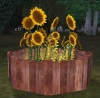 parterre_tournessol.jpg