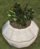 plante_pot.jpg