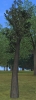 platane.jpg