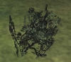 pt_arbuste_if.jpg