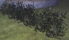pt_haie_arbuste_houx_touffue.jpg
