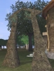 arche_vegetale.jpg